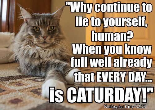 every-day-caturday.jpg