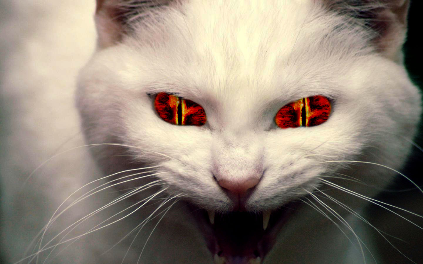 evil-cat.jpg