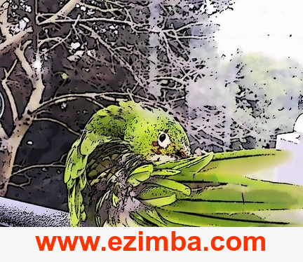 ezimba13123190845000.gif