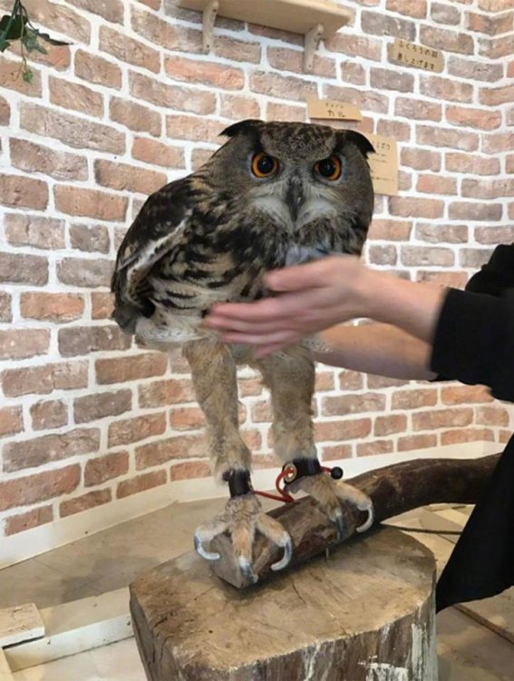 Image result for great horned owl legs