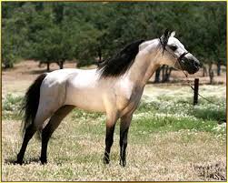 Image result for White buckskin