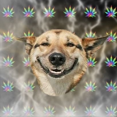 Stoner-Dog.jpg?1274039202