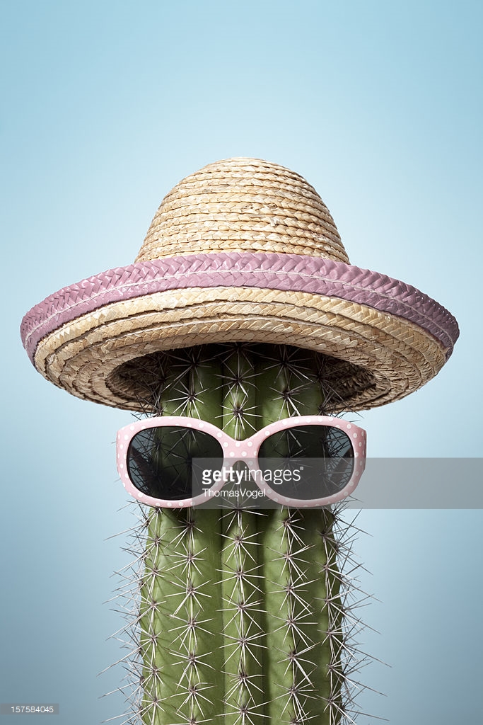Image result for cactus and heat