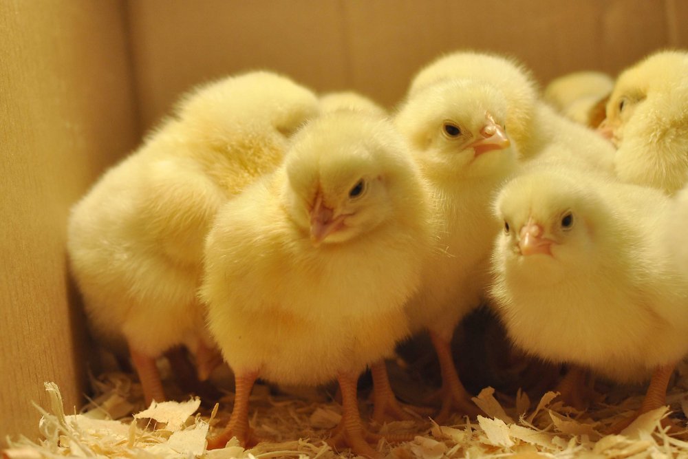 baby chicks | Just Two Farm Kids