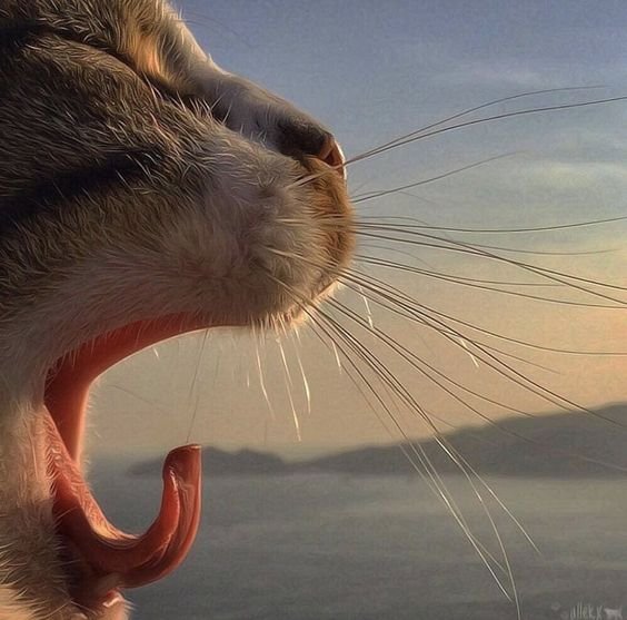 Cats @SpaceCatPics