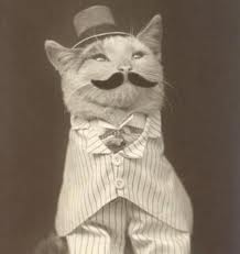 fancy-cat1.jpg
