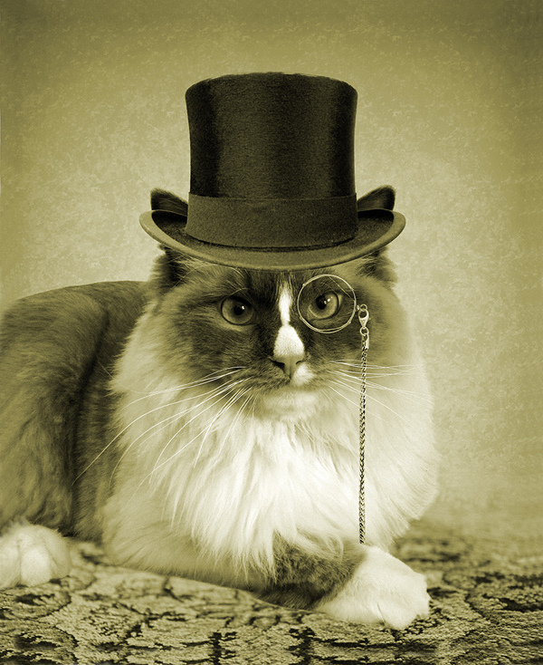 fancy-cats-a-proper-sir.jpg