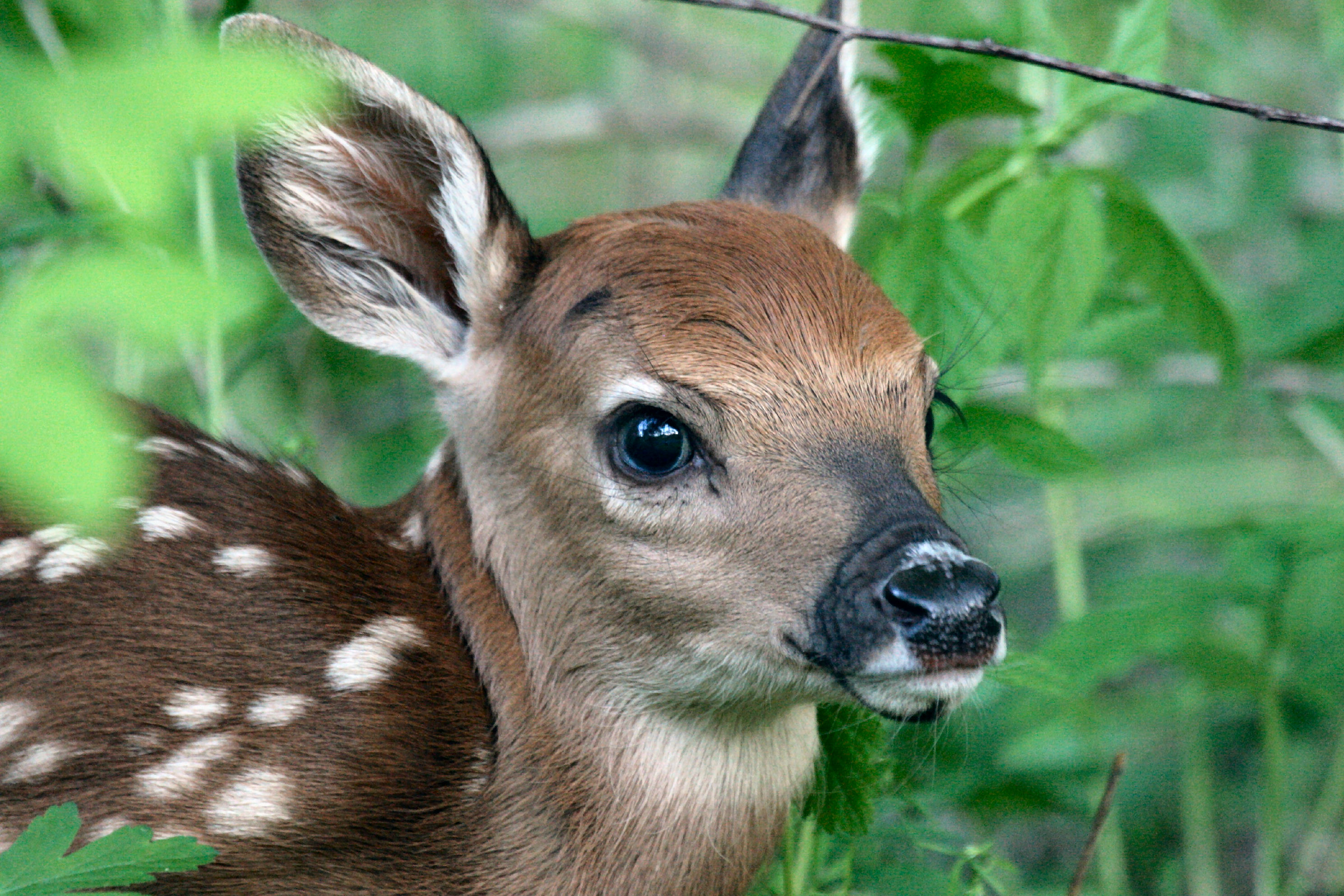 fawn-dingel.jpg