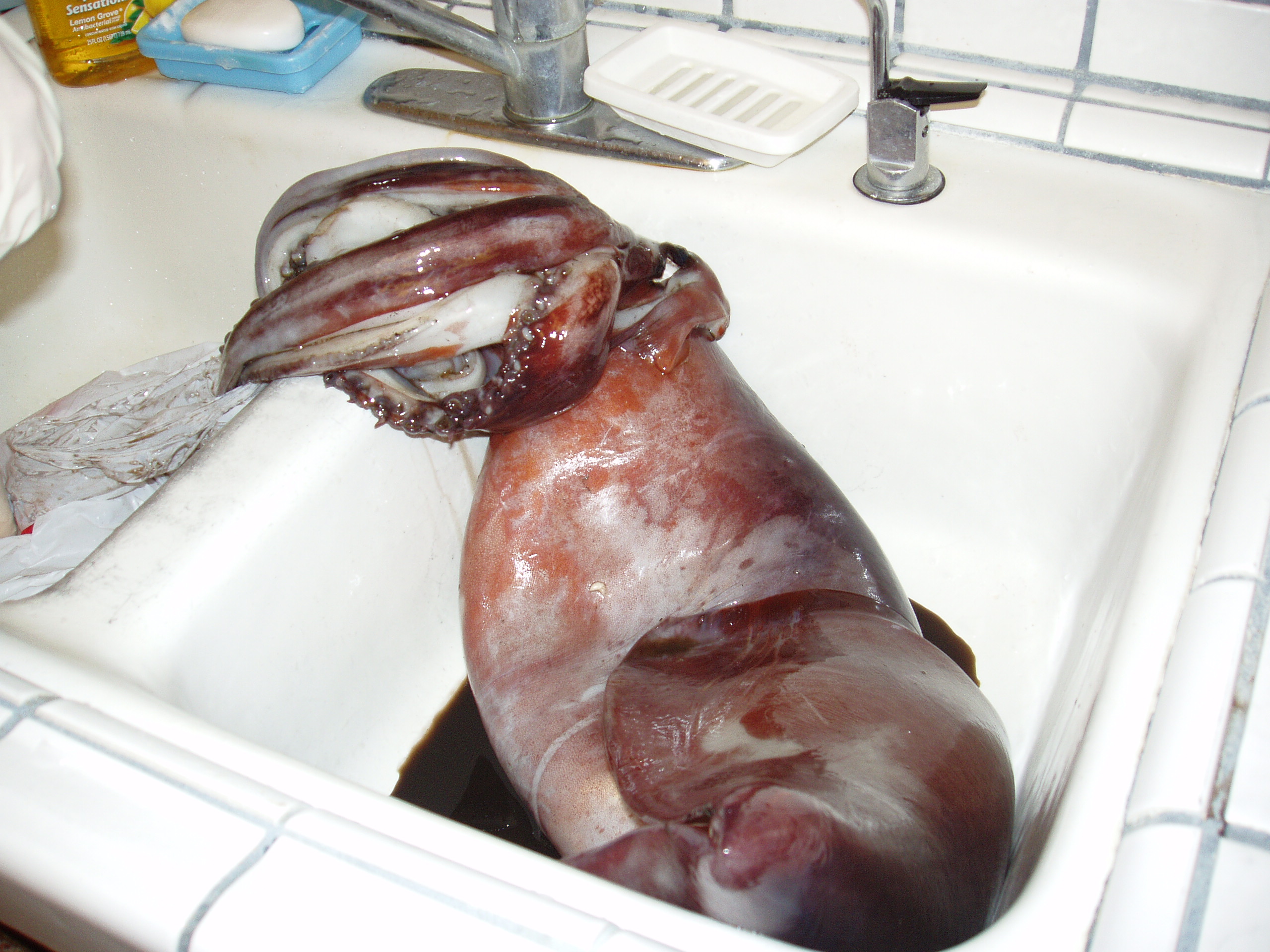 Humboldt_squid_in_sink.JPG