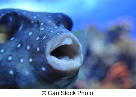 fish-mouth-picture_csp8313287.jpg