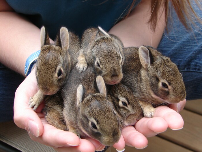 five_small_bunnies_by_kaelinaluvslomaris