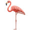 Flamingo on Emojipedia