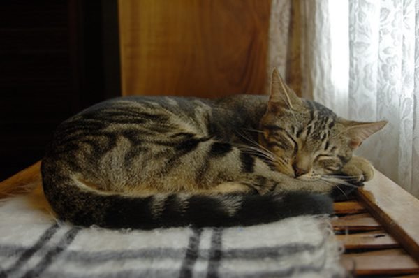 Kuvahaun tulos haulle sleeping cat
