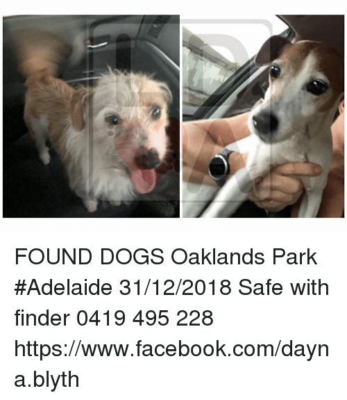 found-dogs-oaklands-park-adelaide-31-12-