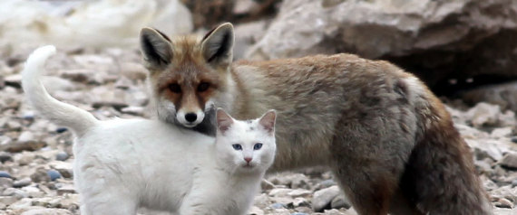 fox-cat-friendship-large570.jpg