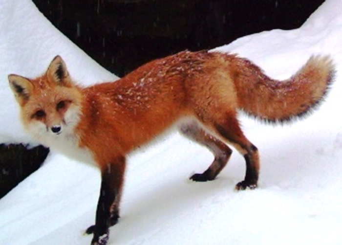 fox-pic.jpg