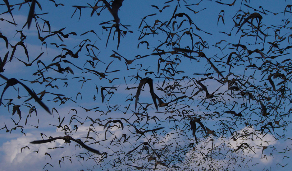 free-tailed-bats-940x550.jpg