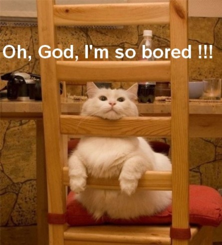 funny-animal-cat-on-chair-445x490.jpg