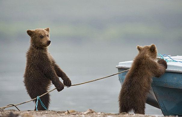 funny-bears-doing-human-things-6.jpg