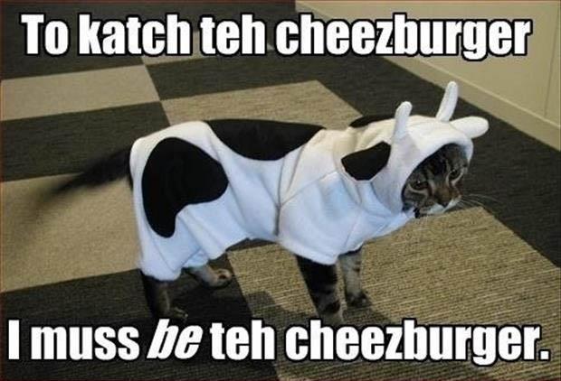 funny-cat-dressed-as-a-cheeseburger.jpg