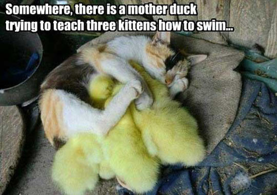 funny-cat-duck-babies-sleep-mother1.jpg