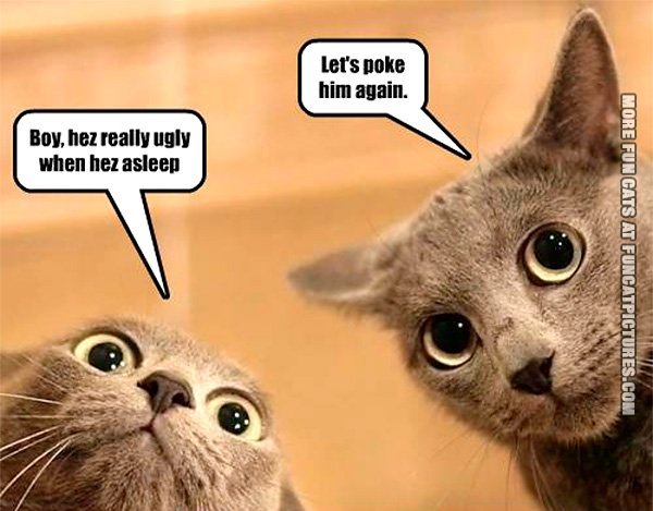 funny-cat-picture-hes-really-ugly-when-h