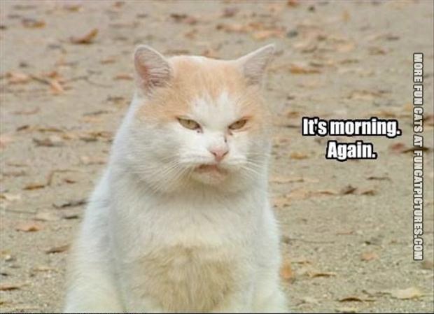 funny-cat-picture-its-morning-again.jpg