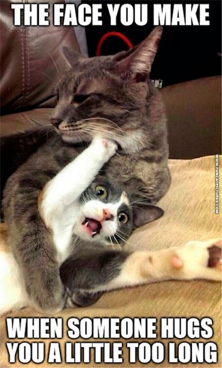 funny-cat-pictures-hugging-to-long.jpg