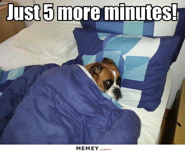 funny-lazy-dog-bed.jpg