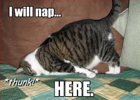 funny-pictures-cat-will-nap-here.jpg