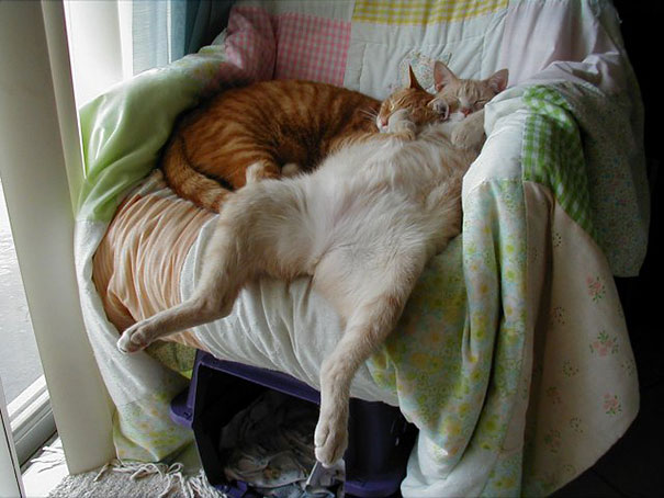 funny-sleeping-cats-20.jpg