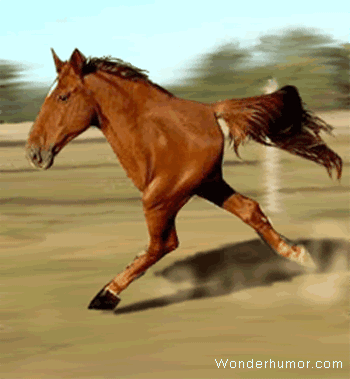 Weird Horse photo funny_animated_pictures_02.gif
