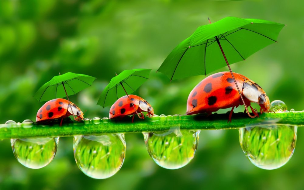 funny_ladybugs_with_umbrellas-1920x1200.