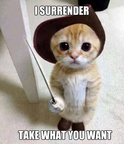 Image result for funny cat pictures