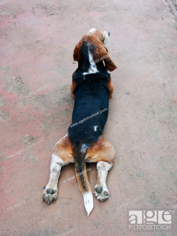 Beagle odd position, Stock Photo, Picture And Rights Managed Image ...