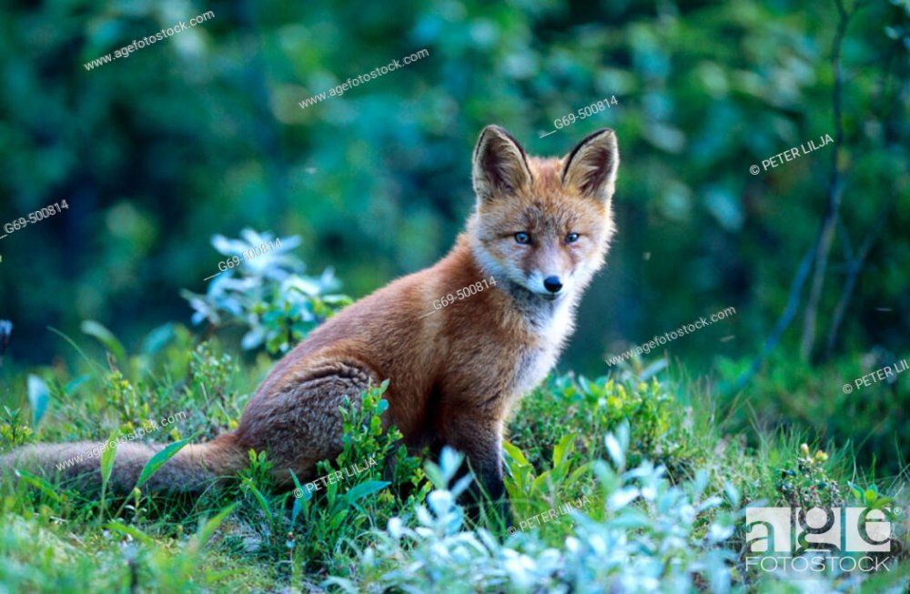 A fox cub (Vulpes vulpes) looks at me. Marsliden, Vasterbotten. Sweden,  Stock Photo, Picture And Rights Managed Image. Pic. G69-500814 |  agefotostock