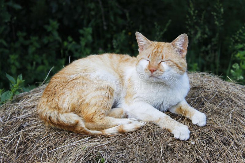 ginger-white-cat-sleeping-pile-hay-natur