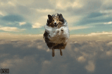 Image result for flying dog gif