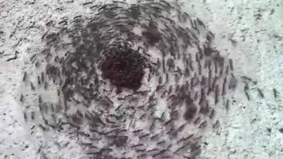 Vortex Ant GIF