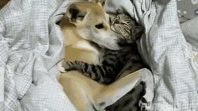Image result for HUGS ANIMAL GIF