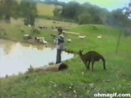 Image result for kangaroos kicking gif