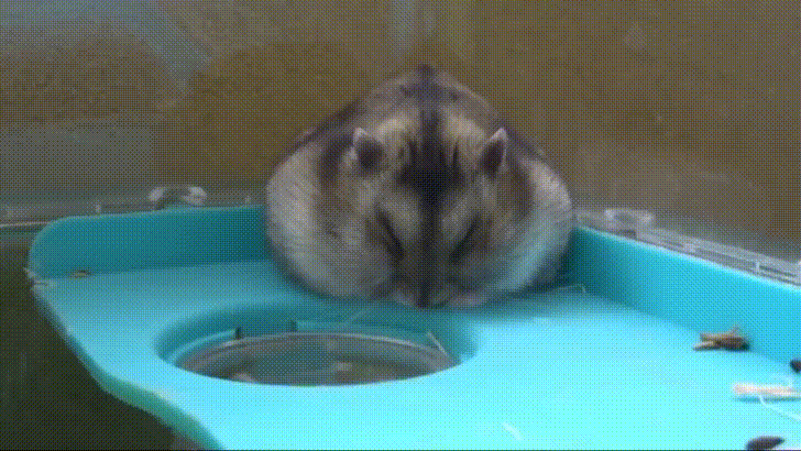 Image result for sleepy hamster gif