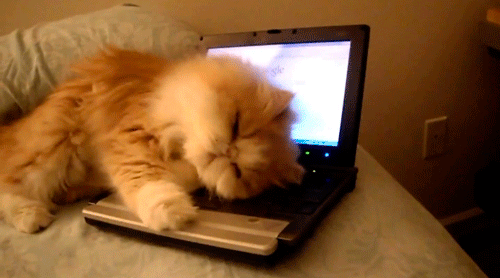 giphy.gif