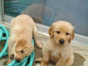 Golden Retriever Puppies For Sale | New York, NY #227173