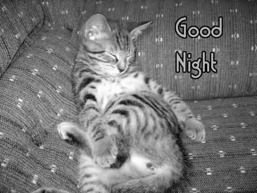 good-night-cat-graphic.jpg