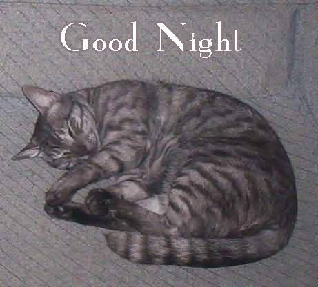 good-night-sleeping-cat-graphic.jpg