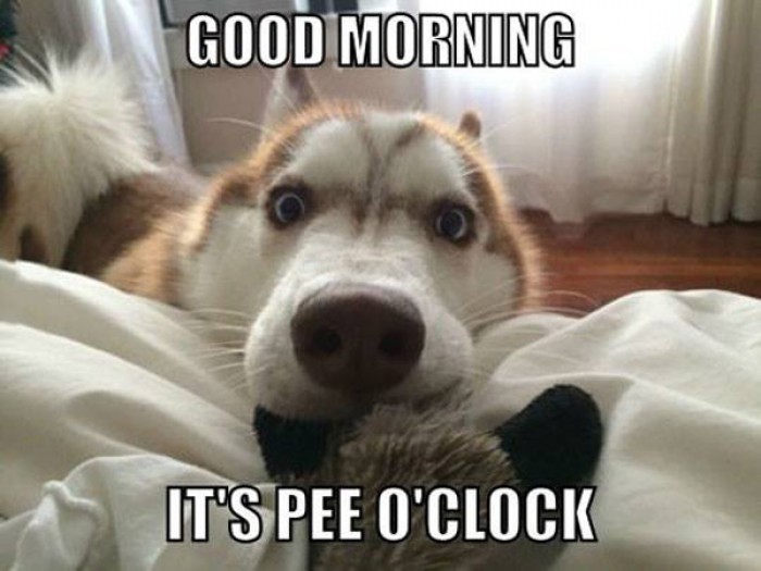 good_morning_pee_oclock.jpg