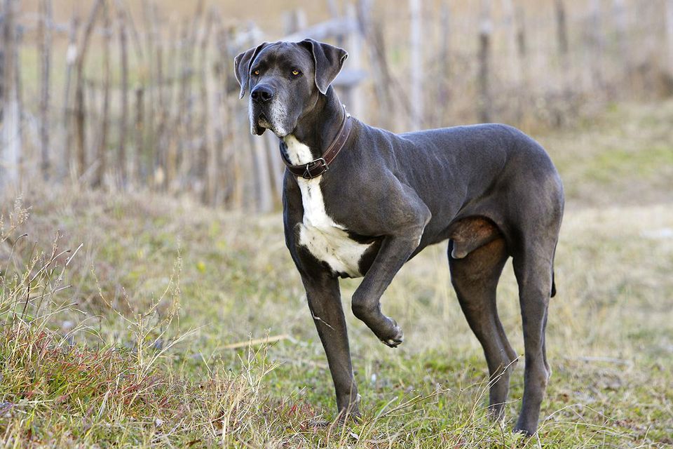 great-dane-129741288-resized-56a26a905f9