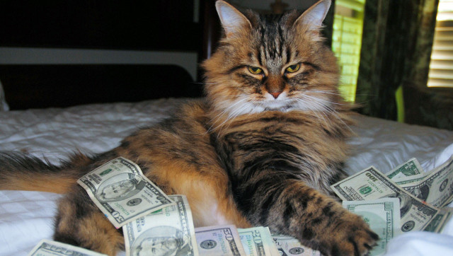 h-CASH-CAT-640x362.jpg