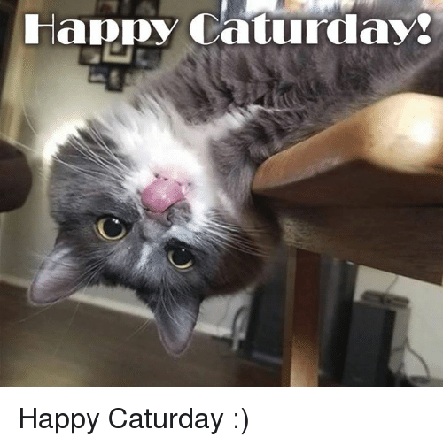happy-caturday-happy-caturday-26844963.p